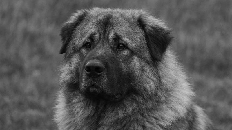 Kutyatámadás Baranya megyében – a rendőrség fegyverhasználattal semlegesítette az agresszív állatokat.