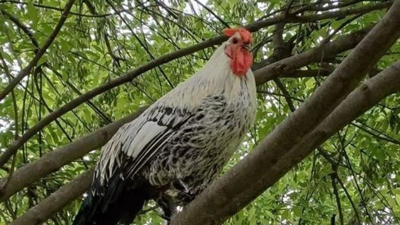 Holtában is versenyt fut a hírnévvel Békéscsaba ikonikus kakasa, aki az Oscar-díjért kapirgál.