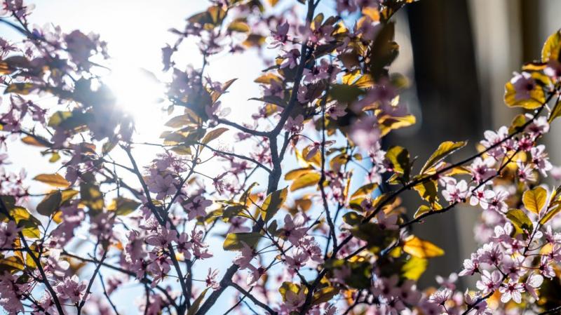 A tavasz varázslatos oldalát élvezhetjük mostanában, ahogy a napfény meleg sugarai átölelik a természetet. | 24.hu