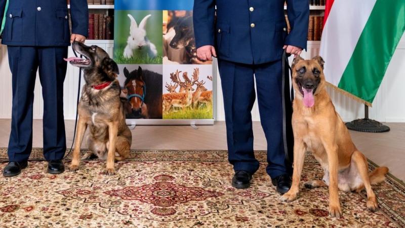 Két kiemelkedő rendőrkutya az év négylábú hőse | Sokszínű vidék

A rendőrség hűséges segítői, a kutyák, most újra megmutatták, mennyire fontos szerepet játszanak a közbiztonságban. Két rendőrkutya, akik különleges képességeikkel és bátorságukkal tűntek ki