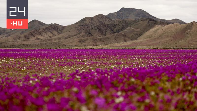 A világ egyik legszárazabb sivataga most virágzó csodaként mutatkozik meg, elvarázsolva mindenkit színes látványával. A természet hihetetlen ereje révén a sivatag szívében különleges virágok bontogatják szirmaikat, így teremtve meg egy lenyűgöző, színekbe