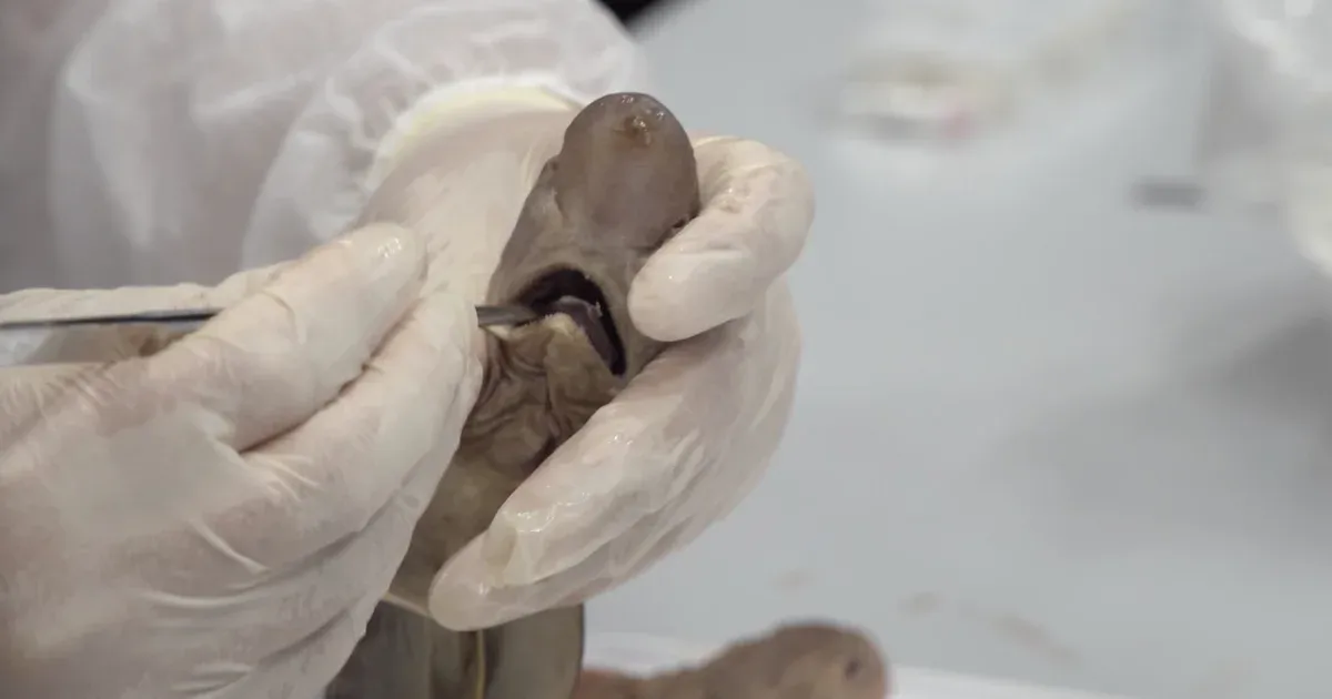 Arte: A tengeri cápák gyomra olykor annyira megtelik műanyag hulladékkal, hogy képesek leállni az étkezéssel.