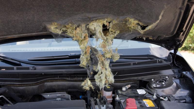 A nagyfeszültségű nyestriasztó egy innovatív eszköz, amelyet a járművek védelmére terveztek, hogy távol tartsa a nyesteket és más rágcsálókat. Működése alapvetően a következőképpen zajlik: 

Amikor a nyest vagy más állat megközelíti a járművet, az érzékel