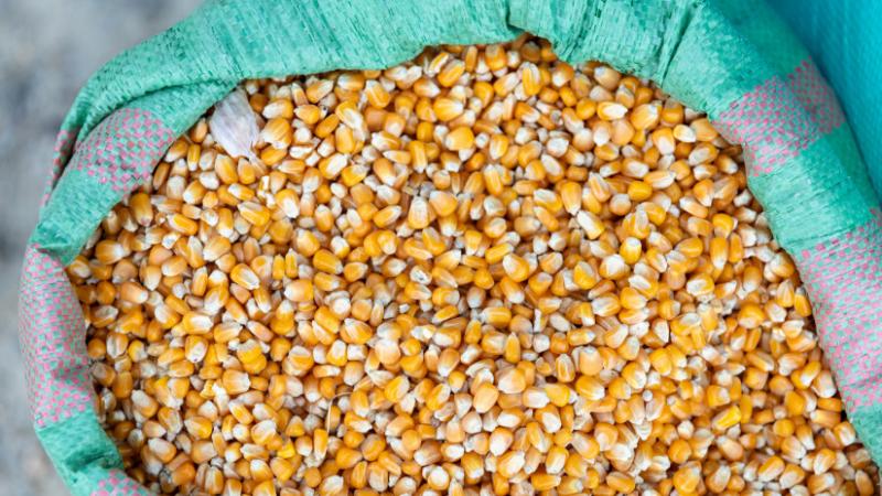 Valóban komoly helyzetről van szó: külföldi érdeklődők igyekeznek hozzájutni a gabonafélék genetikai információihoz. Az Agro Napló cikke részletesen foglalkozik ezzel a jelenséggel, ami nem csupán a mezőgazdaság biztonságára, hanem a nemzeti érdekekre is 