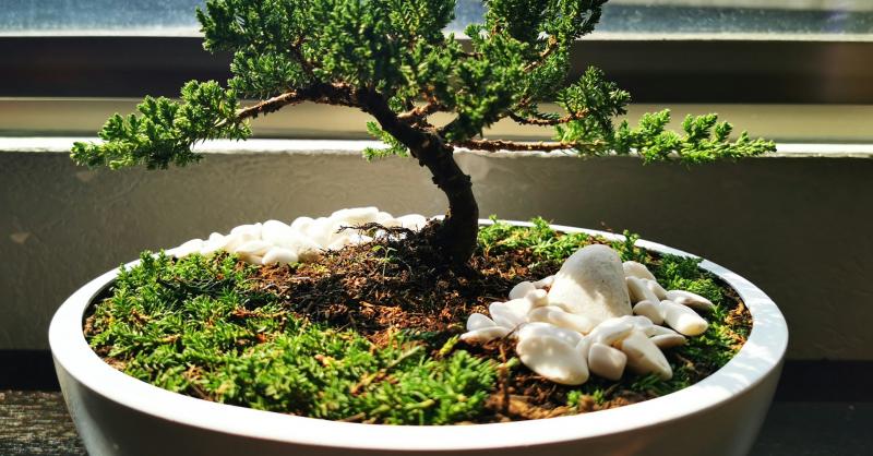 **3 praktikus tipp, hogy a bonsai fája bármilyen lakásban otthon érezze magát**

1. **Megfelelő fényviszonyok kialakítása**: A bonsai fák szeretik a fényt, de nem minden fajtának van szüksége közvetlen napfényre. Helyezd el a növényt egy világos, de árnyé